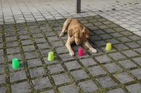 Training für den Suchhund und Artenspürhund in der Hundeschule Freiburg