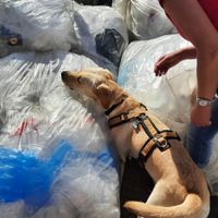 Spürhund sucht zwischen Verpackungsmaterial