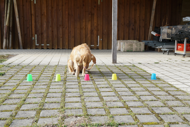Geruchsdifferenzierung, Geruchsunterscheidung, Scent Detection