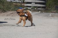 Rettungshundeausbildung